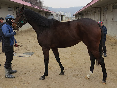 마하여신