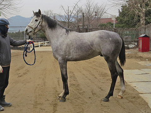 사하라히트