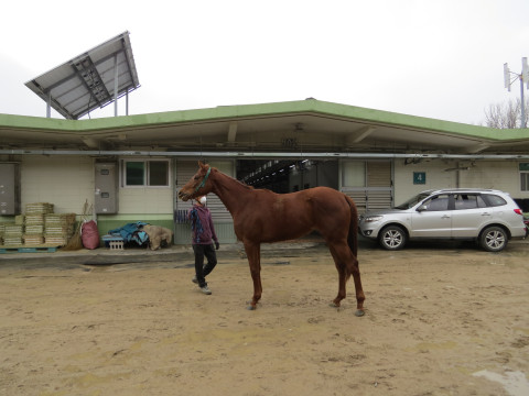 트리플팔메토