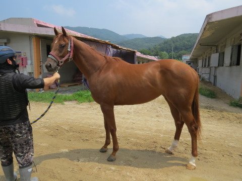 행복한승부