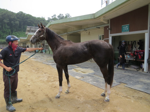 엘도라도파티