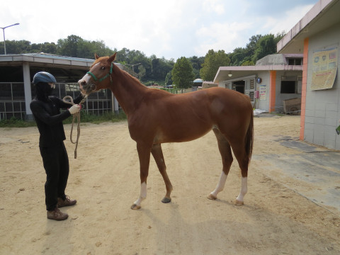 브라운슈거
