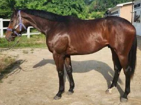 영광의전사