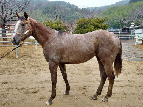 메타브이